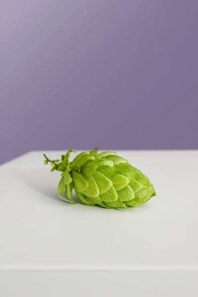 Şerbetçi Otu (Humulus lupulus)