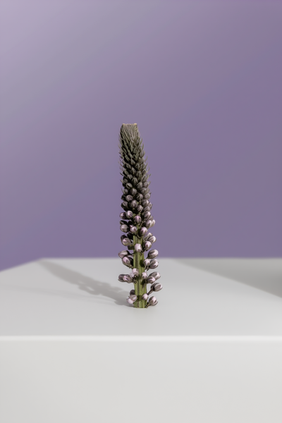 Karayılan Otu (Cimicifuga racemosa)