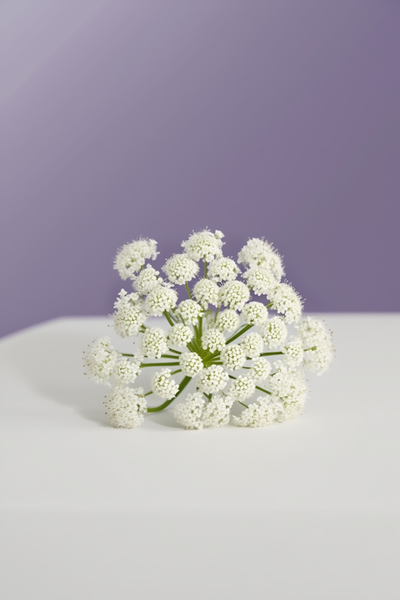 Çin Melek Otu (Angelica sinensis)