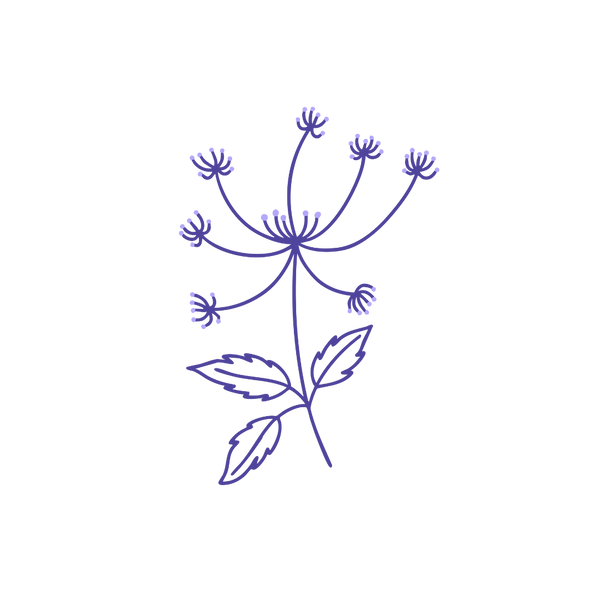 Çin Melek Otu (Angelica Sinensis)