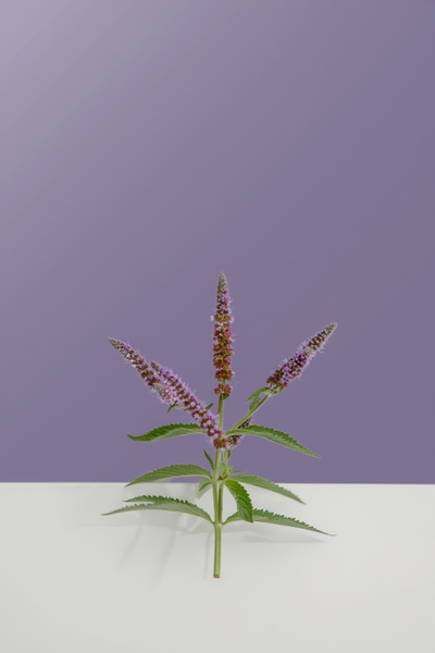 Hayıt (Vitex agnus-castus)
