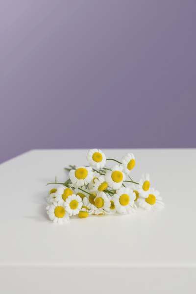 Mayıs Papatyası (Matricaria recutita)