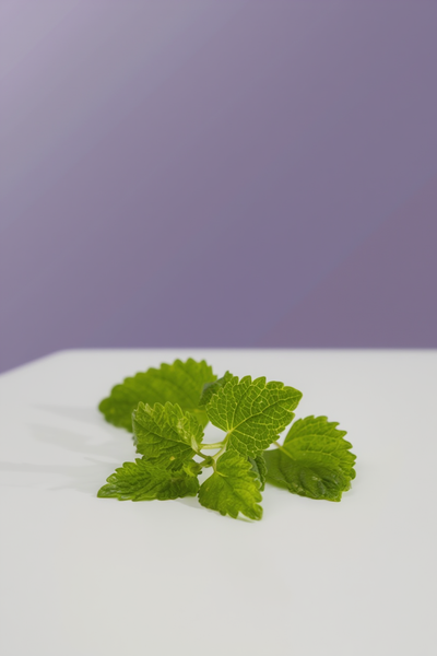 Melisa Ekstresi (Melissa officinalis)