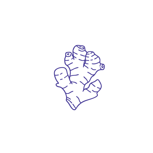 Zencefil (Zingiber Officinale) 